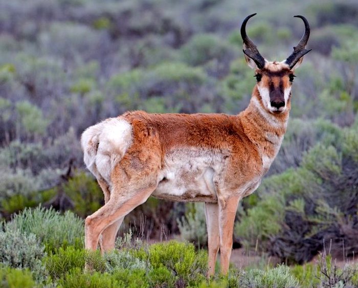 Photo of a pronghorn antelope