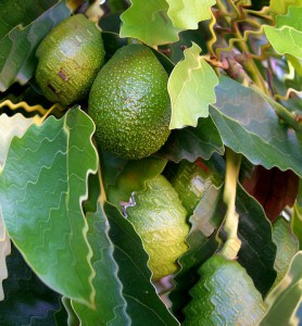 Avocados