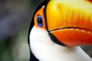Toucan