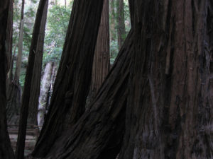 Photo of Redwood Trees, Muir Woods, California