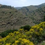 Terraces around Ioulis