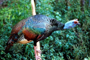 Turkey Turkey photo|300x203