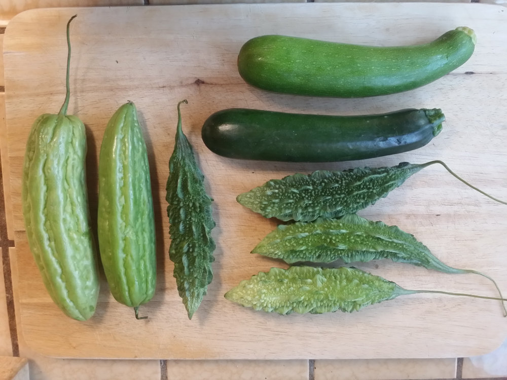 Bitter melon and zucchini